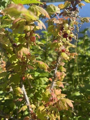 Ribes inerme