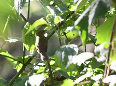 Sphenopsis frontalis