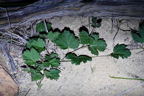Image of Clematicissus Angustissima (Clematicissus angustissima) by (c) Thomas Mesaglio, some rights reserved (CC BY)