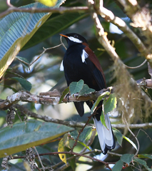 Entomodestes leucotis