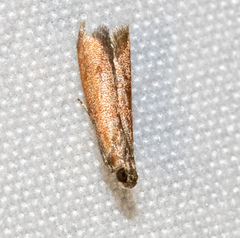 Varneria postremella