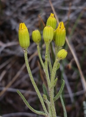 Senecio spartioides granularis