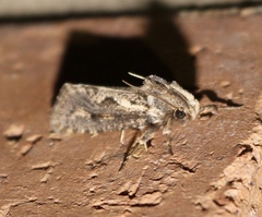 Acrolophus popeanella