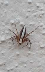Oxyopes tridens