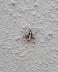 Oxyopes tridens