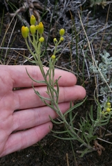 Senecio spartioides granularis