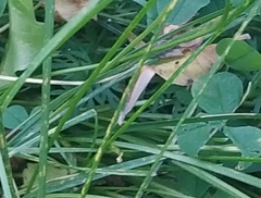 Polypogon tentacularia