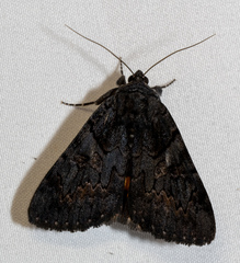 Catocala antinympha