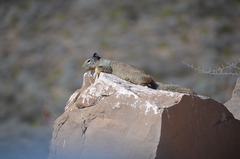 Otospermophilus variegatus couchii