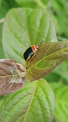 Kuschelina tenuilineata