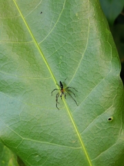 Lyssomanes antillanus