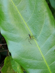 Lyssomanes antillanus