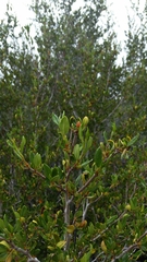 Cercocarpus ledifolius intermontanus