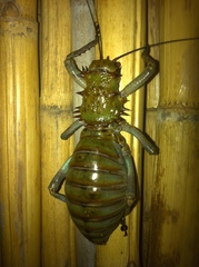 Spalacomimus magnus