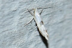 Argyresthia oreasella
