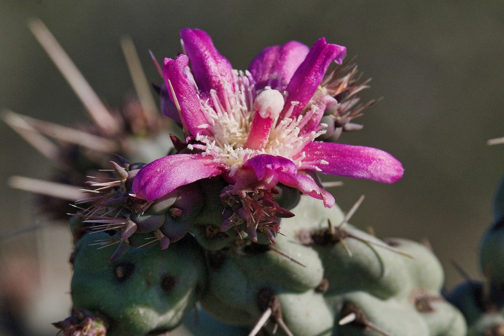 Cylindropuntia cholla (Cylindropuntia cholla)