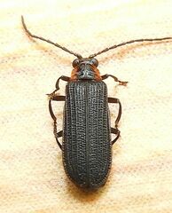 Eropterus trilineatus