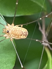 Leiobunum curvipalpe