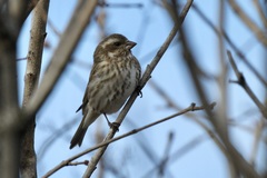 Haemorhous purpureus purpureus