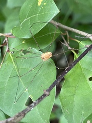 Leiobunum curvipalpe