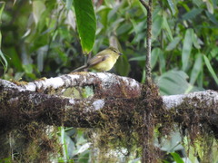 Myiophobus flavicans