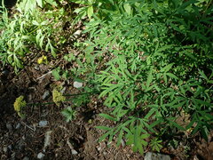 Lomatium brandegeei