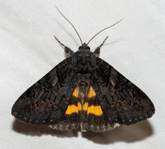Catocala antinympha