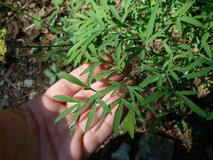 Lomatium brandegeei