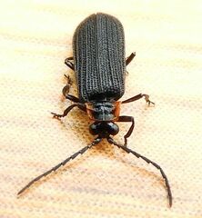 Eropterus trilineatus