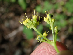 Lomatium brandegeei