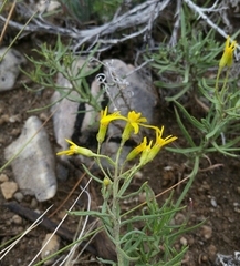 Senecio spartioides granularis