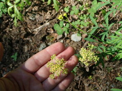 Lomatium brandegeei