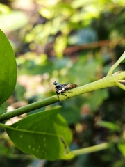 Orthobelus gomezmenori