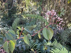 Begonia peruviana