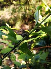 Orthobelus gomezmenori