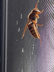 Vespa simillima xanthoptera