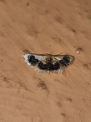 Idaea macrospila