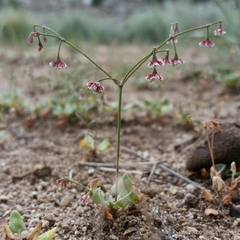 Eriogonum cernuum