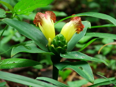 Costus pictus