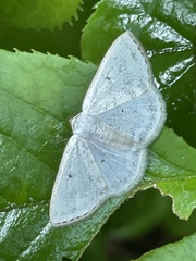 Lomographa claripennis