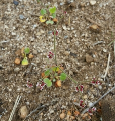 Eriogonum cernuum