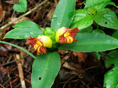 Costus pictus