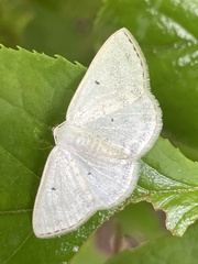 Lomographa claripennis