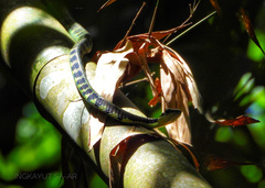 Dendrelaphis nigroserratus