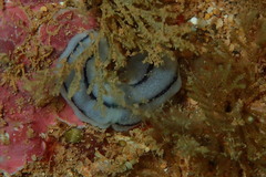 Phyllidiopsis
