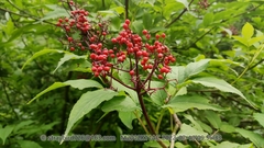 Sambucus williamsii