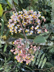 Begonia peruviana