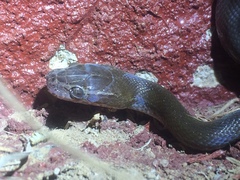 Boaedon fuliginosus
