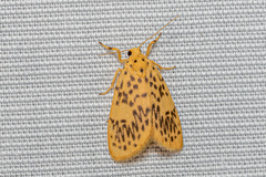 Miltochrista obsoleta