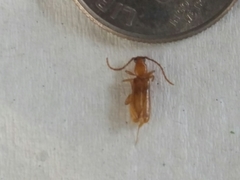 Smodicum cucujiforme